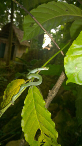 Snake Trekking at Night